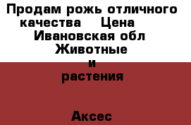 Продам рожь отличного качества. › Цена ­ 8 - Ивановская обл. Животные и растения » Аксесcуары и товары для животных   